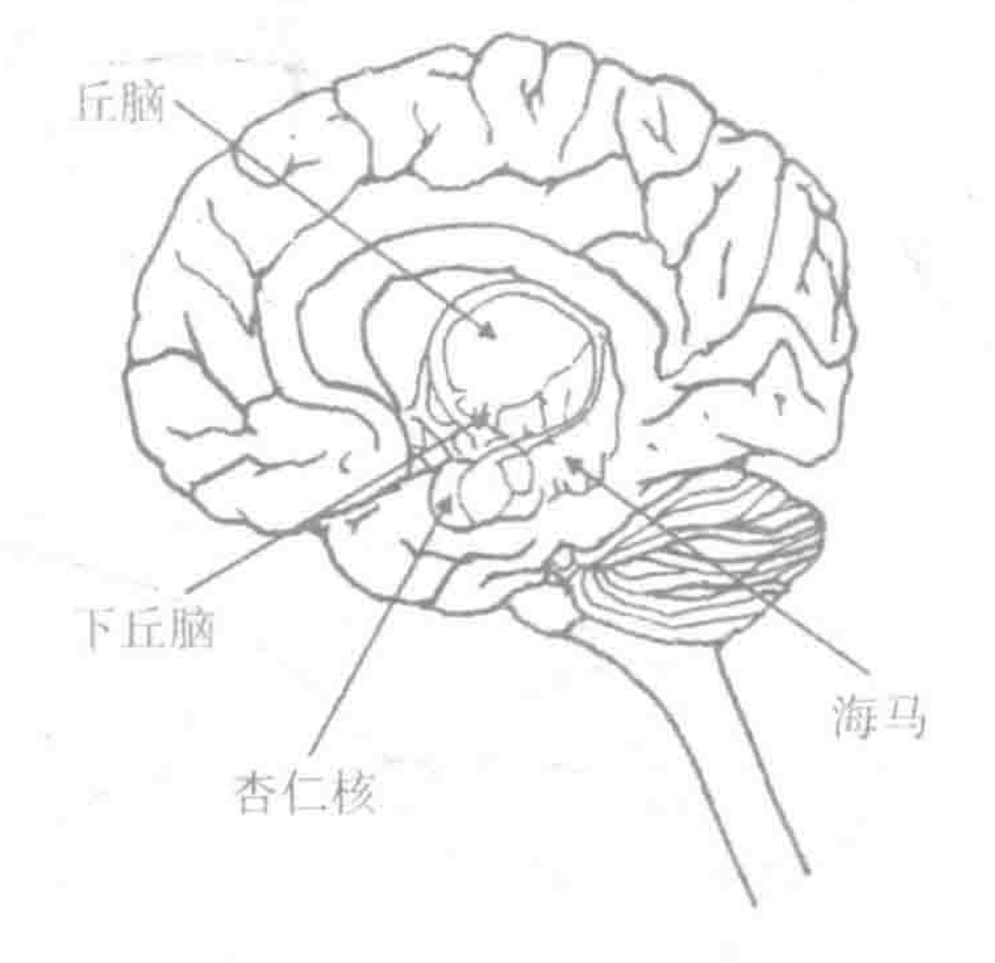 边缘系统